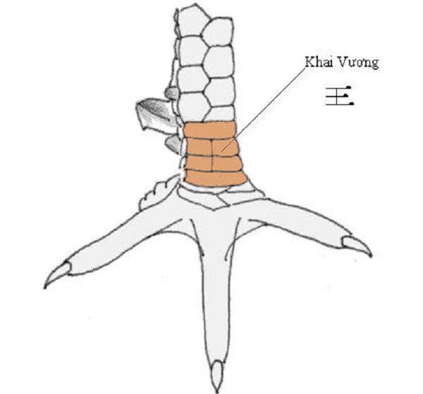 Vảy khai vương