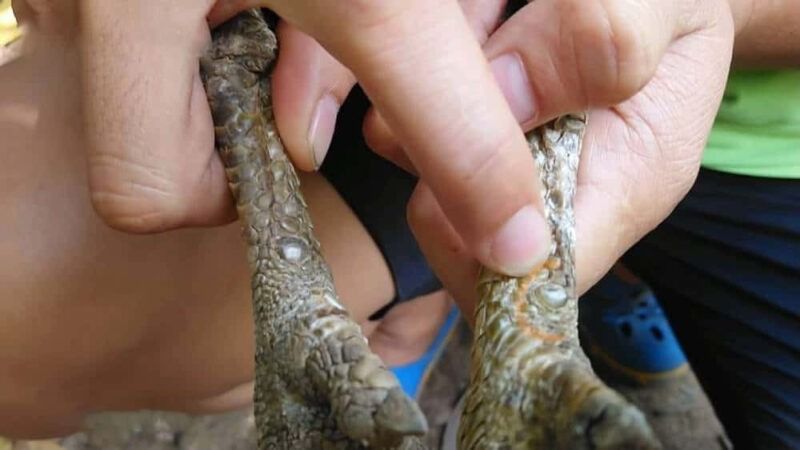 Vảy gà chọi độc giáp thới phòng đao