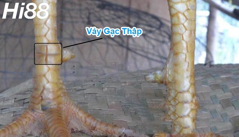 Vảy Gạc Thập