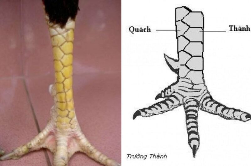 Vảy trường thành