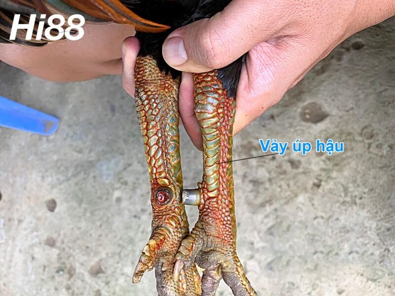 Vảy úp hậu