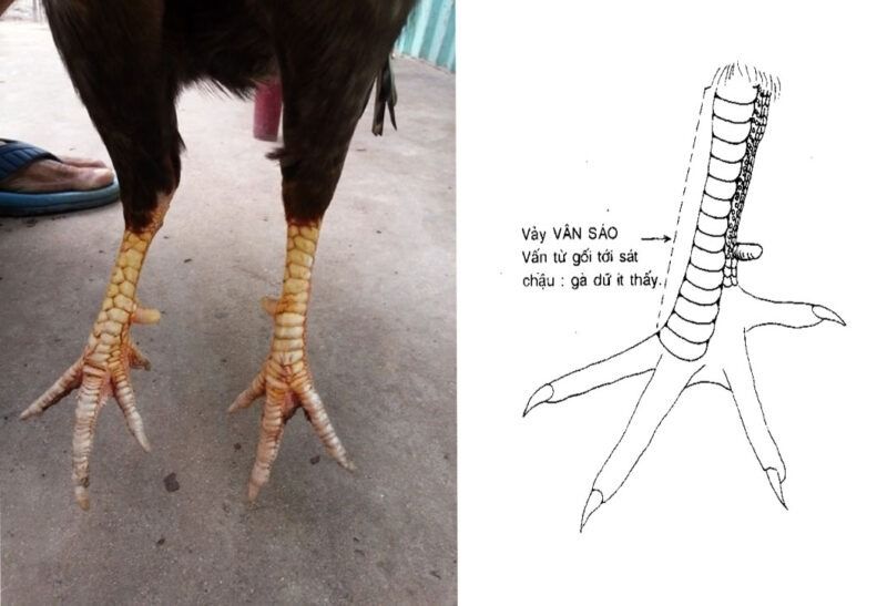 Vảy vấn sáo
