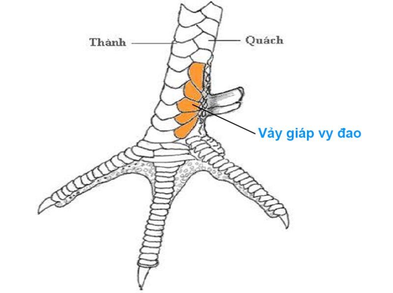 Vảy giáp vy đao